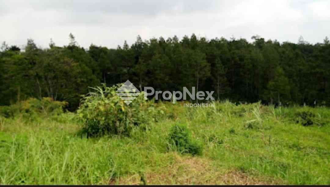 Tanah Komersial Desa Cembor - Pacet Mojokerto — foto 4